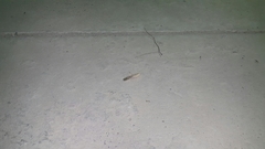 Schistocerca gregaria