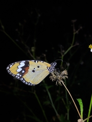 Danaus chrysippus