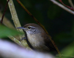 Cantorchilus leucotis