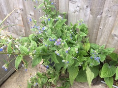 Pentaglottis sempervirens