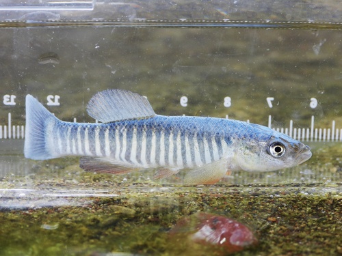 Fundulus zebrinus Jordan & Gilbert, 1883