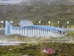 Plains Killifish photo 1