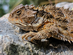 Mountain Horned Lizard photo 4