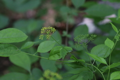 Thaspium barbinode