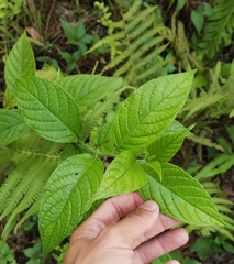 Heliotropium verdcourtii