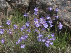 Penstemon humilis