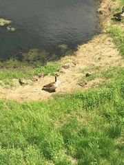 Branta canadensis