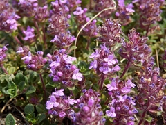 Thymus praecox