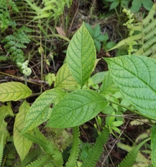 Heliotropium verdcourtii