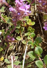 Thymus praecox