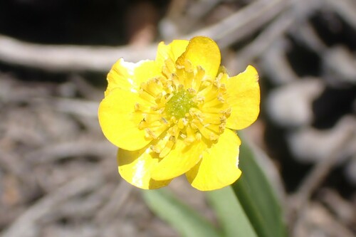 Image of Ranunculus alismifolius by no rights reserved