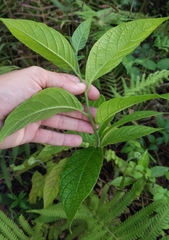 Heliotropium verdcourtii