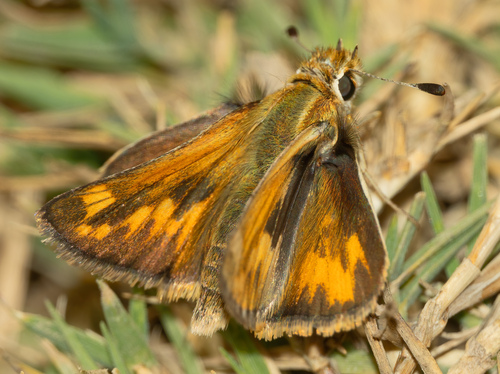 Sandhill Skipper