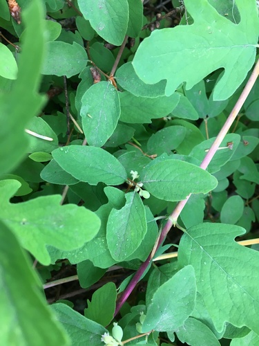 Symphoricarpos hesperius, photograph 1