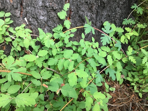 Symphoricarpos hesperius, photograph 2