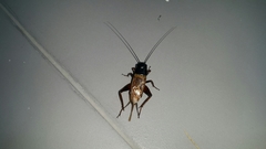 Gryllus bimaculatus