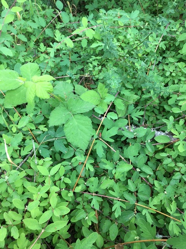 Symphoricarpos hesperius, photograph 3