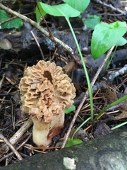 Morchella esculenta