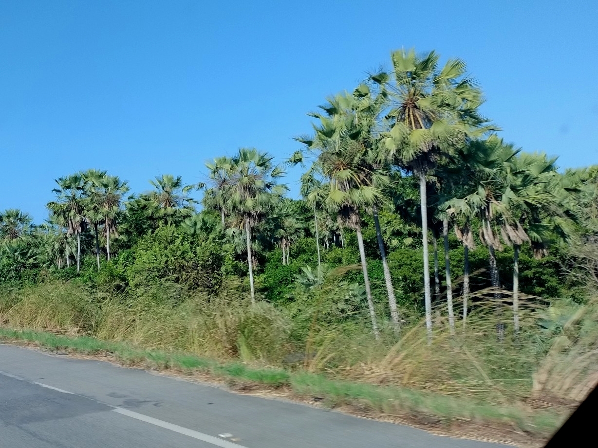 Copernicia prunifera
