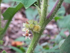 Solanum quitoense