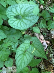 Brunnera