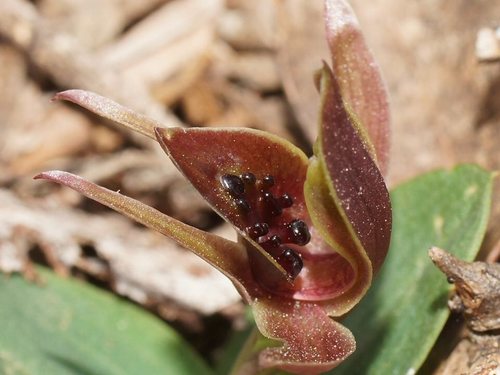 Chiloglottis grammata G.W.Carr