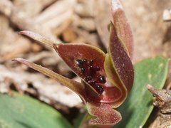 Chiloglottis grammata