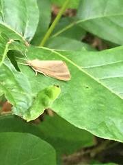 Virbia opella
