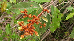 Vismia guianensis