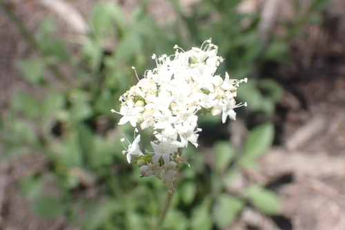 Image of Valeriana californica by no rights reserved