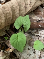 Chrysopilus connexus