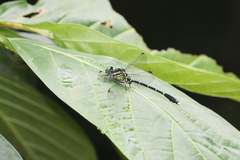 Heliogomphus retroflexus