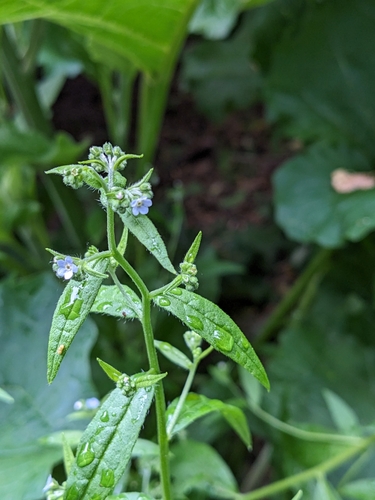 Image of Hackelia floribunda by no rights reserved
