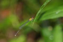 Prodasineura croconota