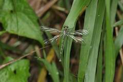 Leptogomphus sauteri formosanus