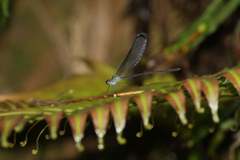 Psolodesmus mandarinus dorothea