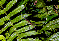Neohirasea hongkongensis