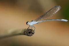 Bayadera brevicauda