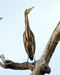 Tigrisoma fasciatum
