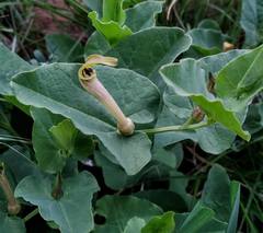 Aristolochia paucinervis