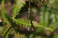 Orolestes selysi