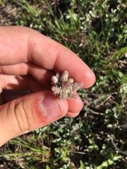 Antennaria howellii