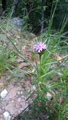 Liatris compacta