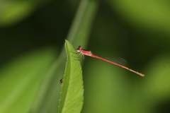 Agriocnemis femina oryzae