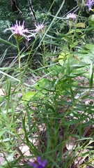 Liatris compacta