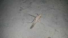 Schistocerca gregaria