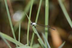 Agriocnemis femina oryzae