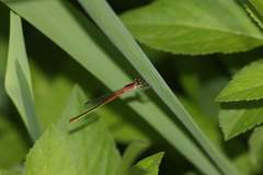Agriocnemis femina oryzae