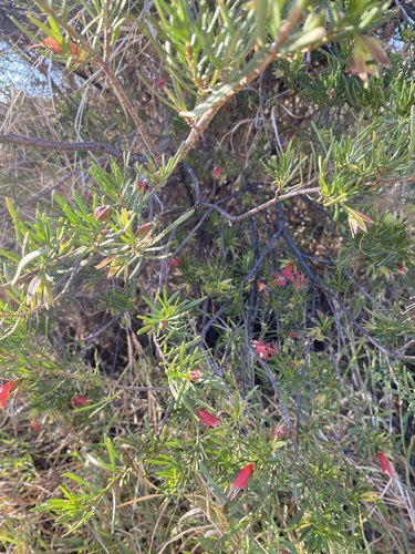 crimson turkey bush