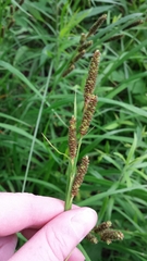 Carex shortiana